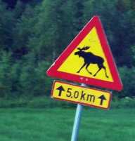 Elk crossing